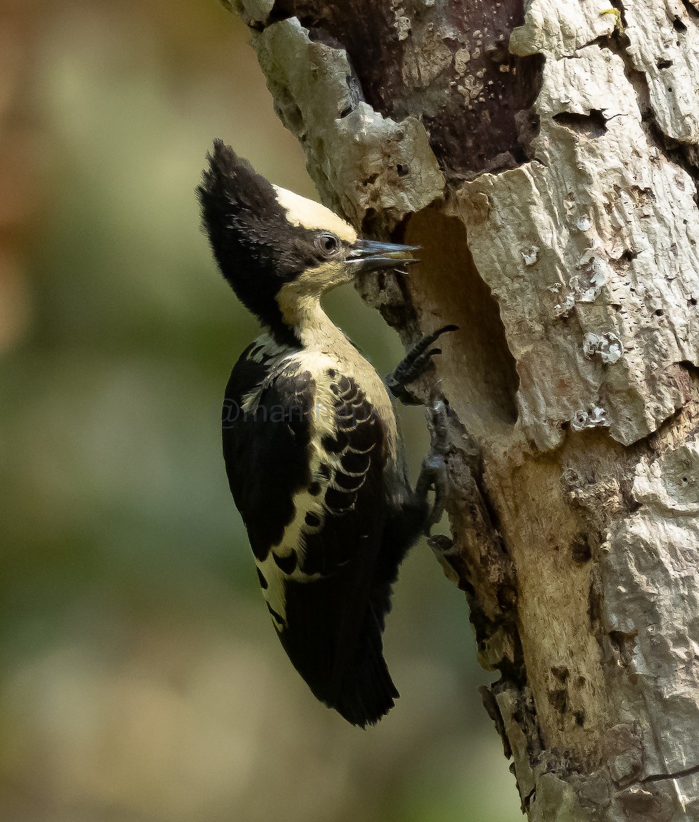 Heart-spotted Woodpecker - ML614920776