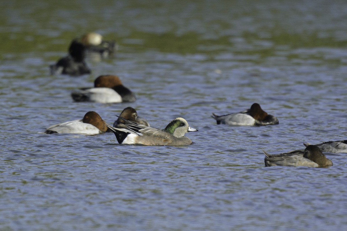 American Wigeon - ML614920783