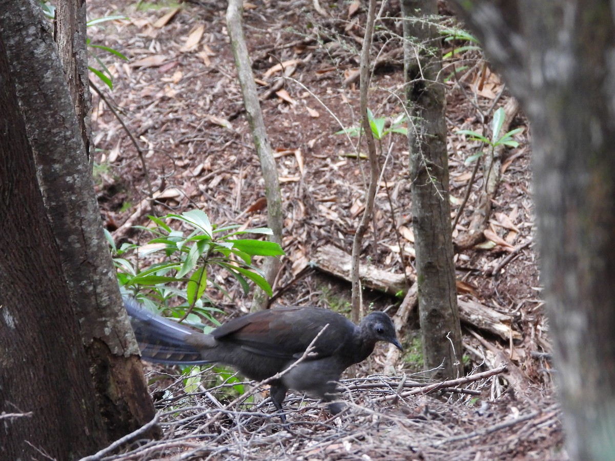 Superb Lyrebird - ML614920922