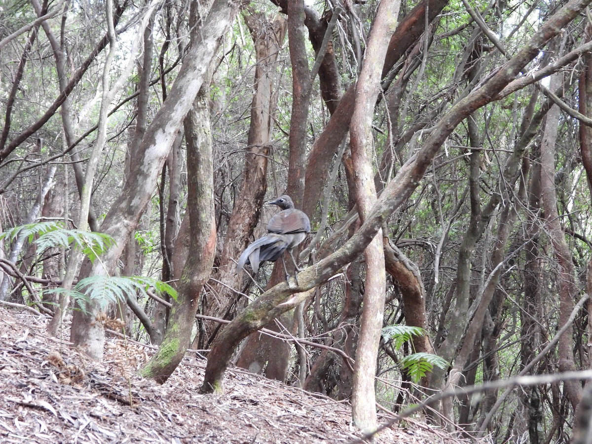 Superb Lyrebird - Andrew Dyson