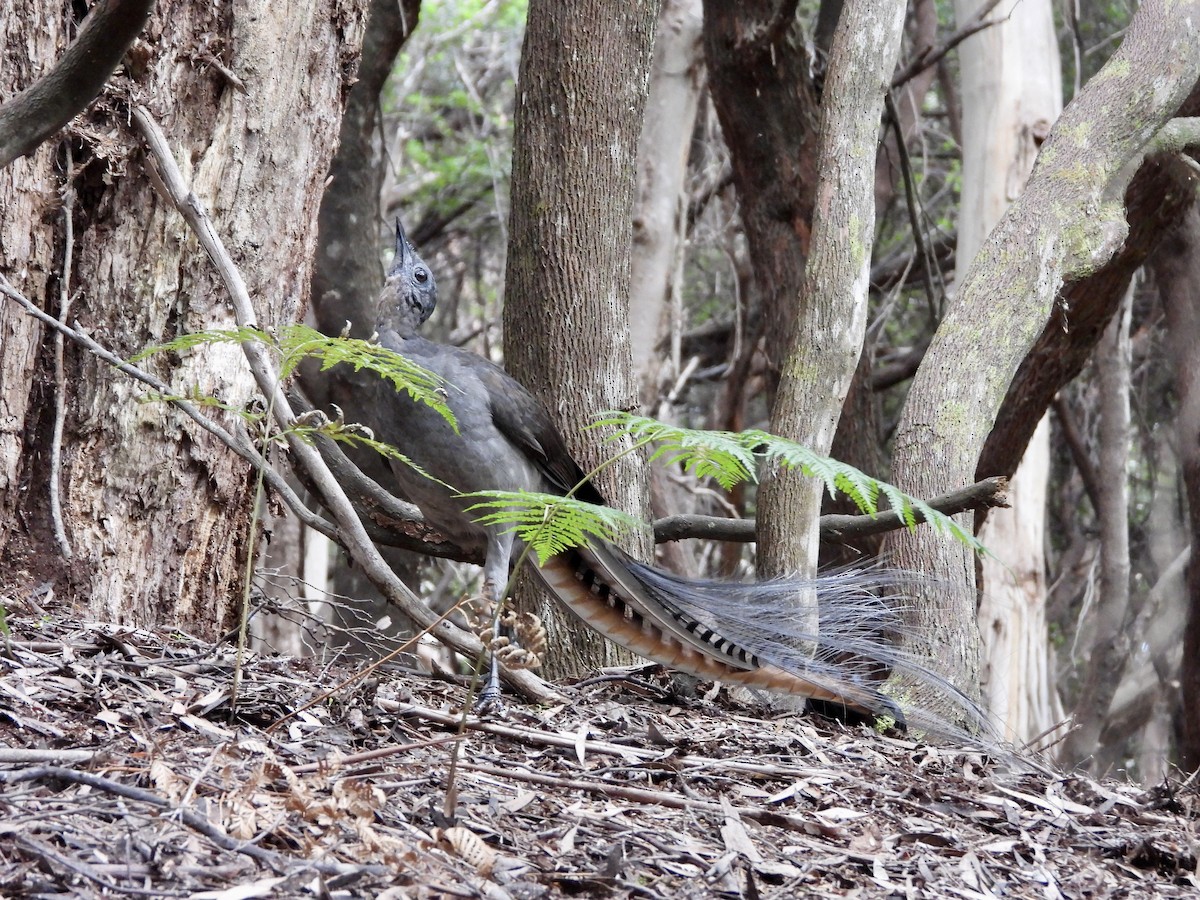 Superb Lyrebird - ML614920924