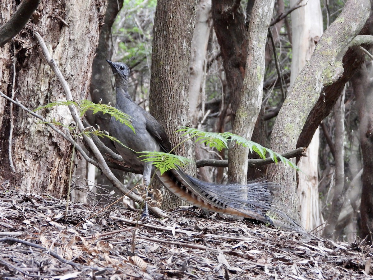 Superb Lyrebird - ML614920925