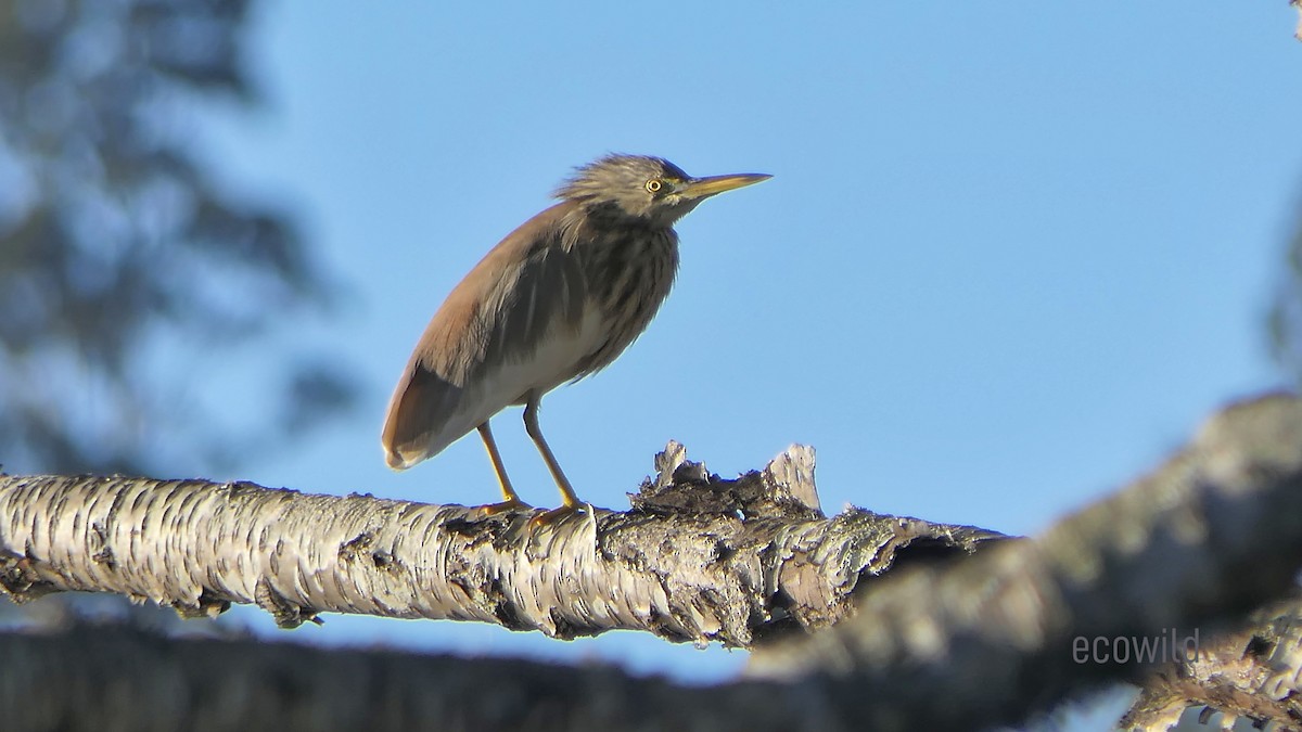 Indian Pond-Heron - ML614921022