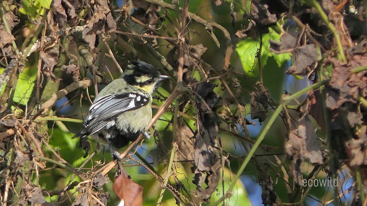 Indian Yellow Tit - ML614921024