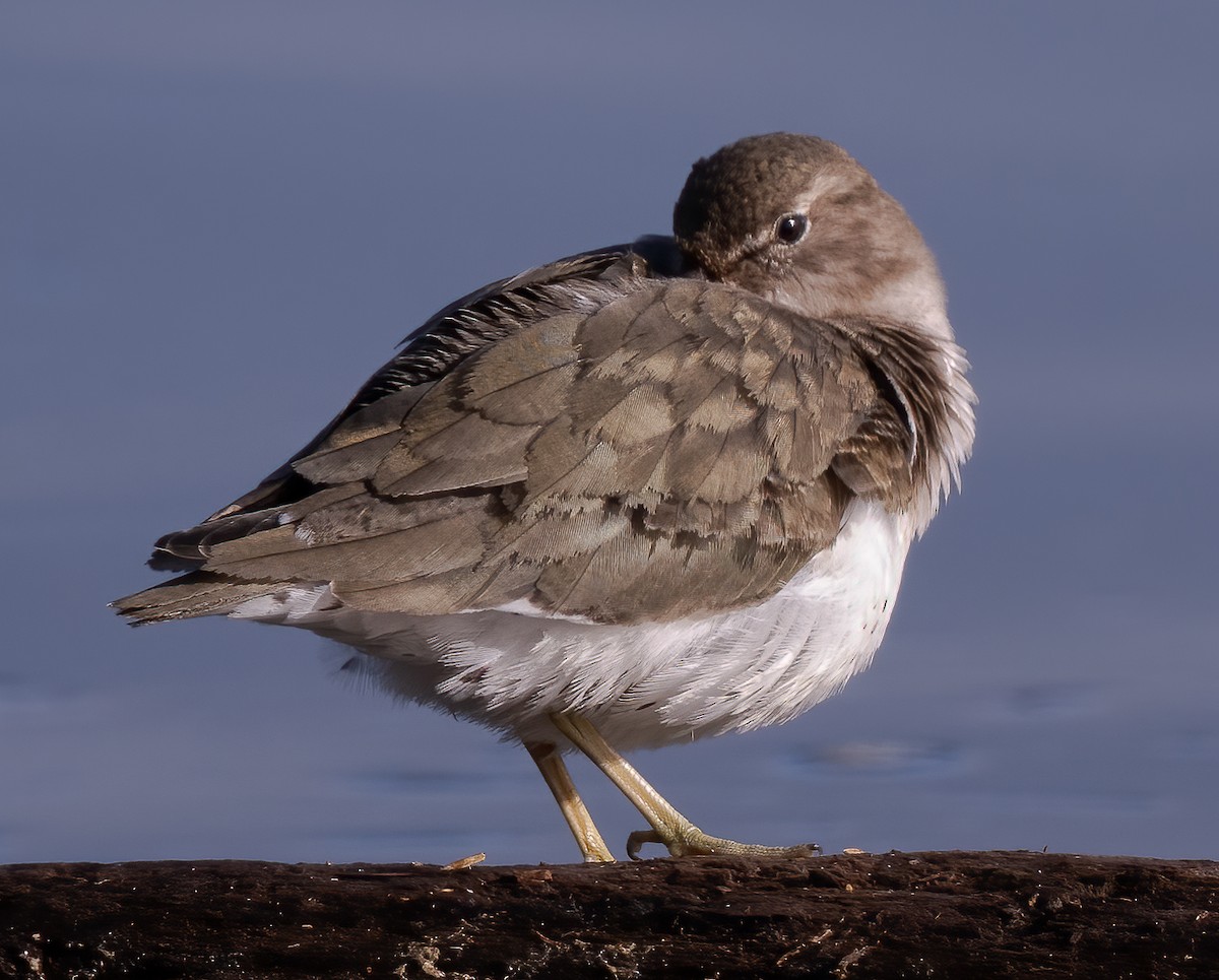 Spotted Sandpiper - ML614921092