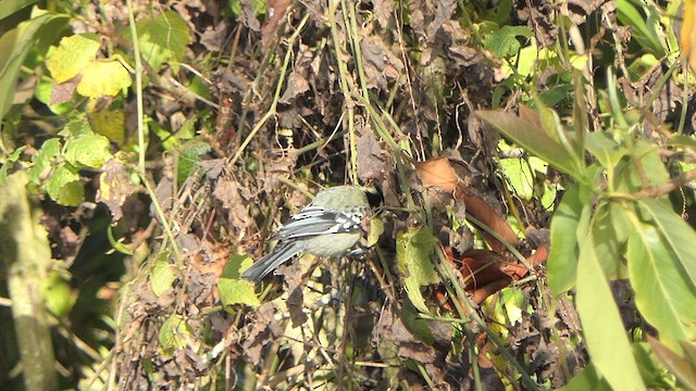 Indian Yellow Tit - ML614921122