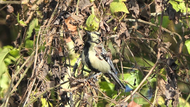 Indian Yellow Tit - ML614921133