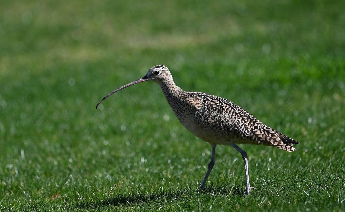 Long-billed Curlew - ML614921253