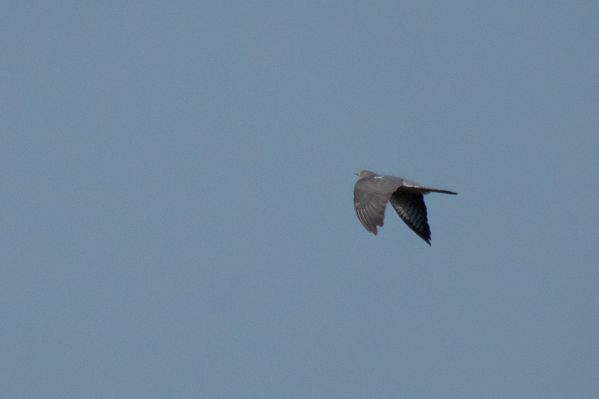 Common Hawk-Cuckoo - Aneesh Sasidevan