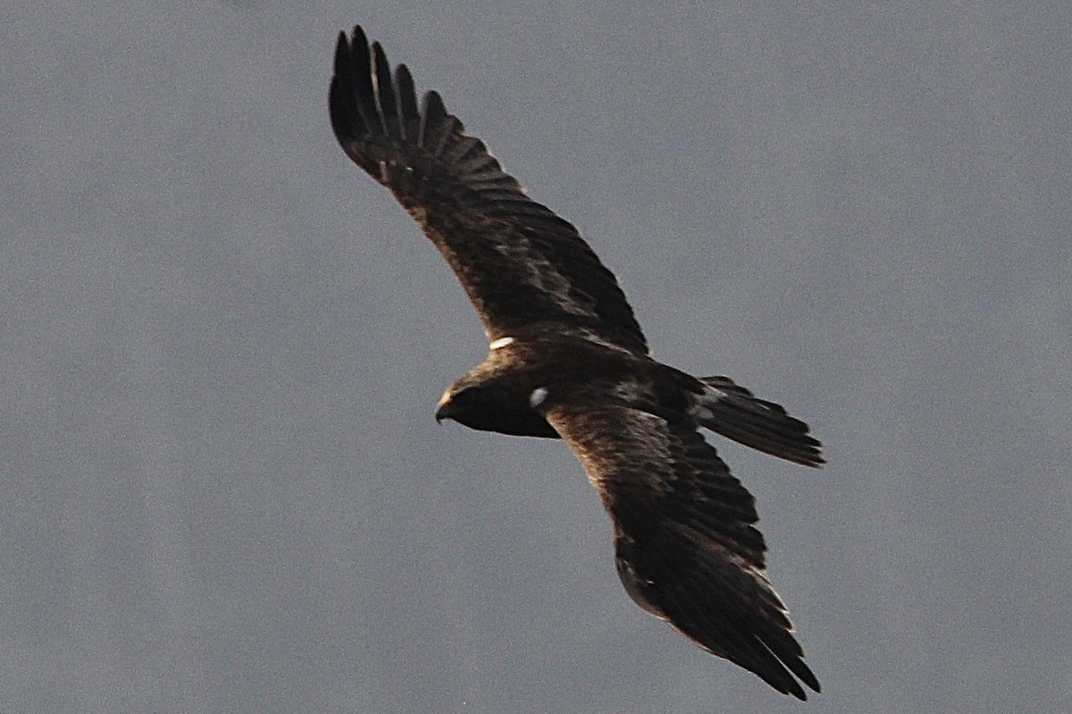 Booted Eagle - Gehan Gunatilleke