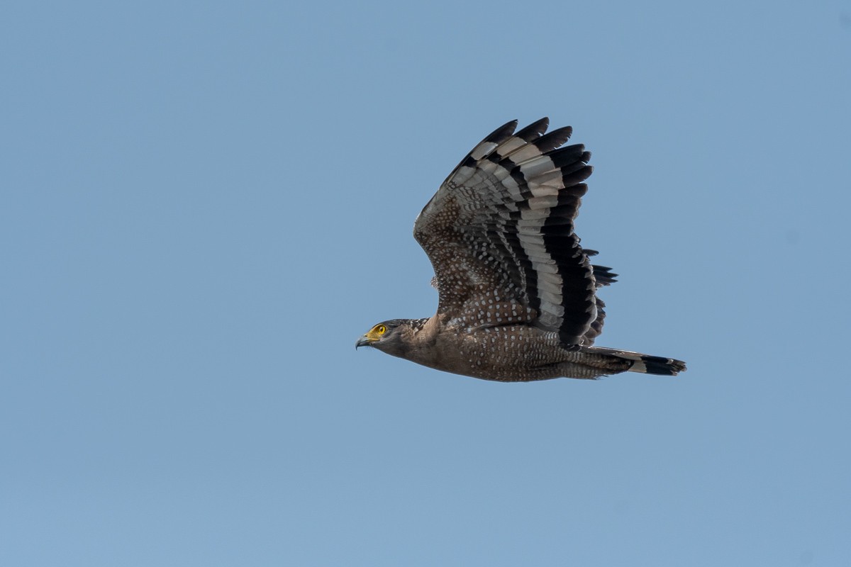 Crested Serpent-Eagle - ML614921272