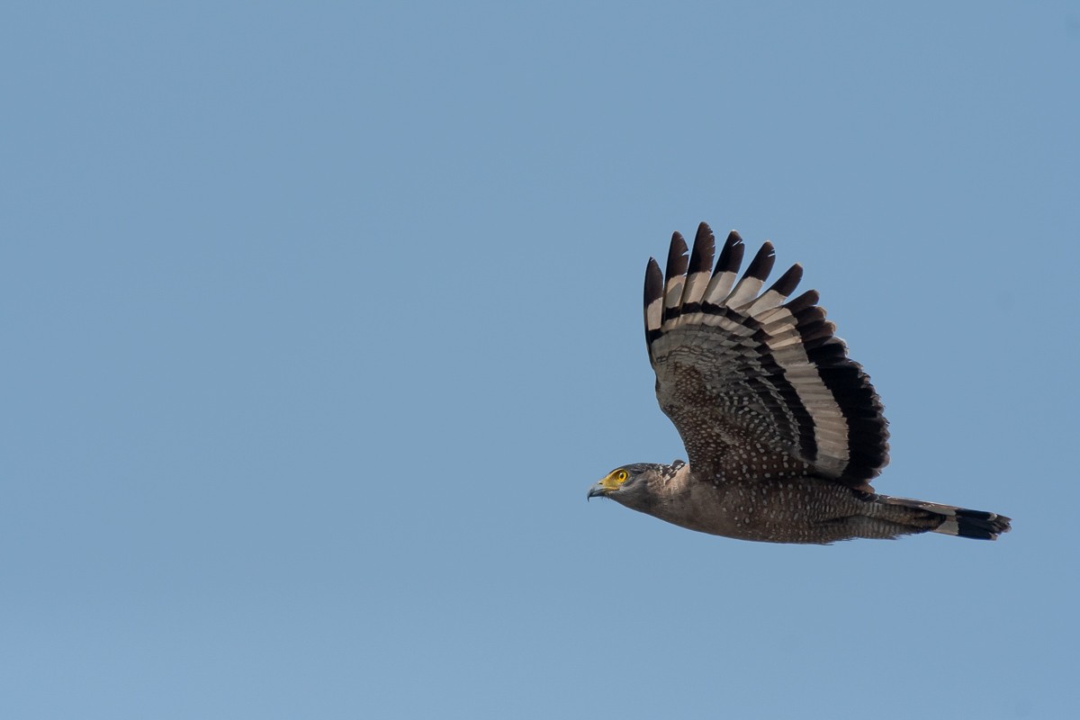 Crested Serpent-Eagle - ML614921273
