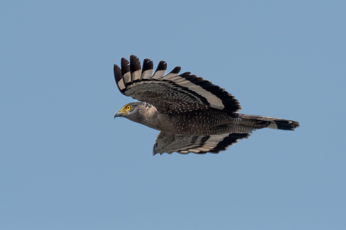 Crested Serpent-Eagle - ML614921274