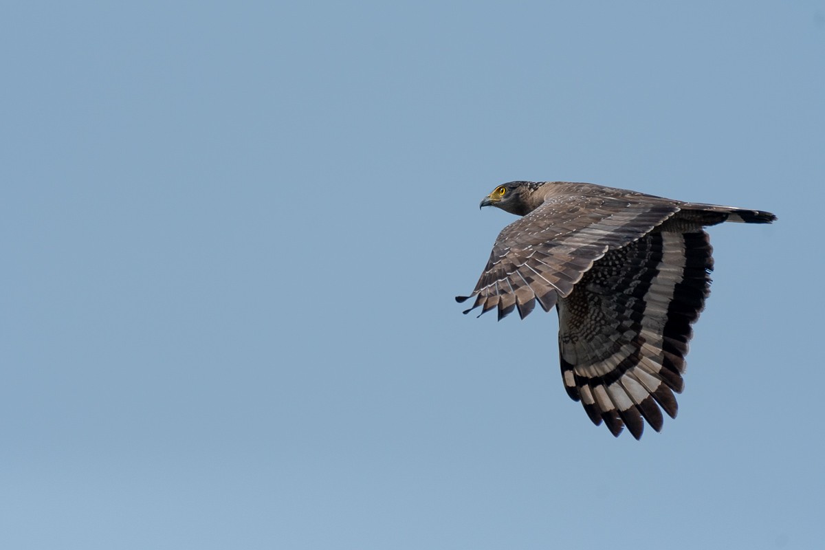 Crested Serpent-Eagle - ML614921275