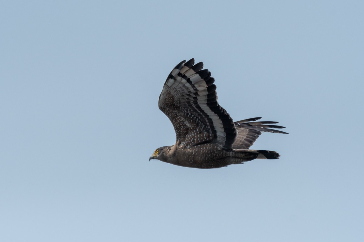 Crested Serpent-Eagle - ML614921276