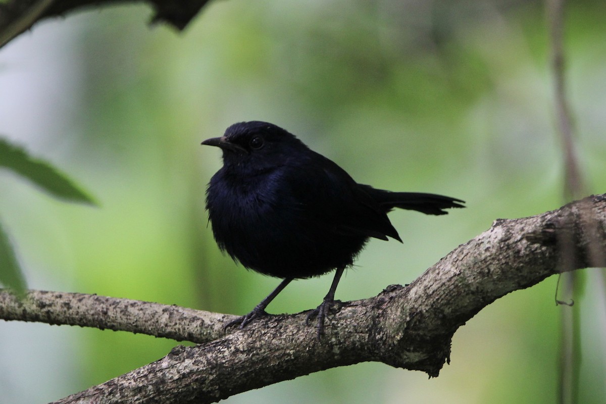 Indian Robin - ML614921280