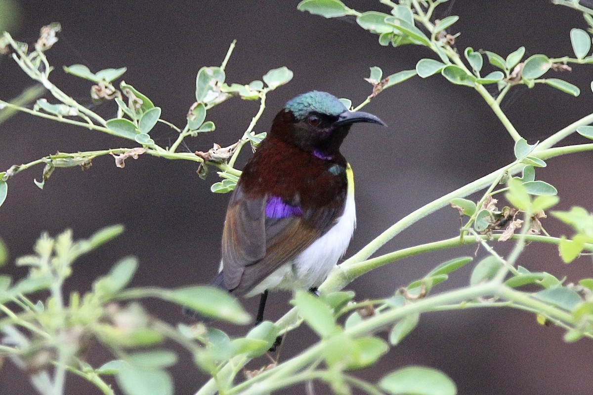 Purple-rumped Sunbird - ML614921282