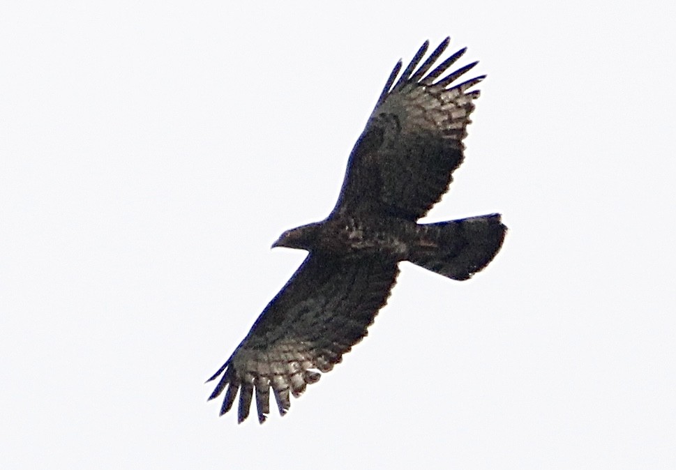 Oriental Honey-buzzard - ML614921313