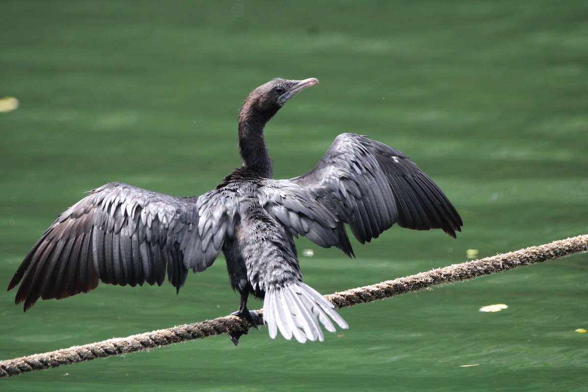 Little Cormorant - ML614921318