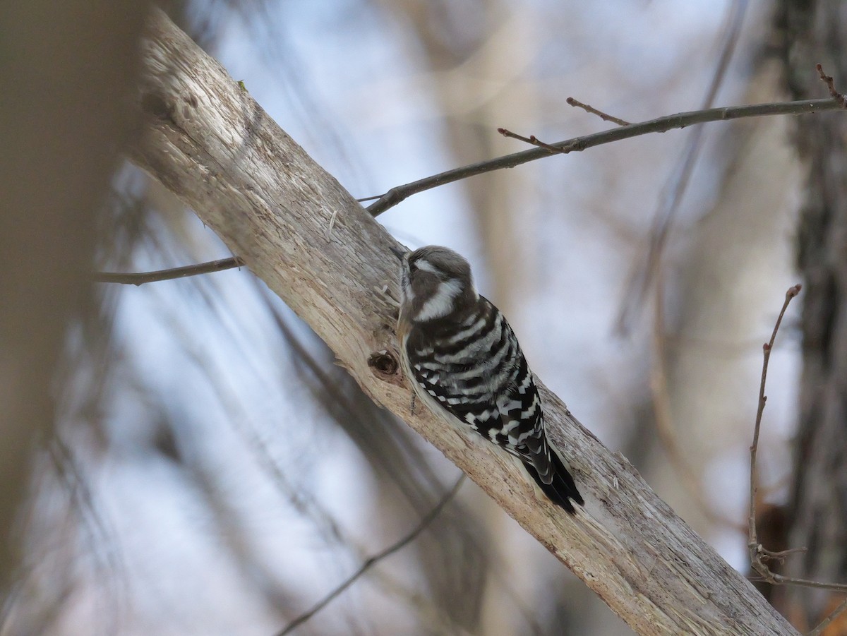 Japanese Pygmy Woodpecker - ML614921429