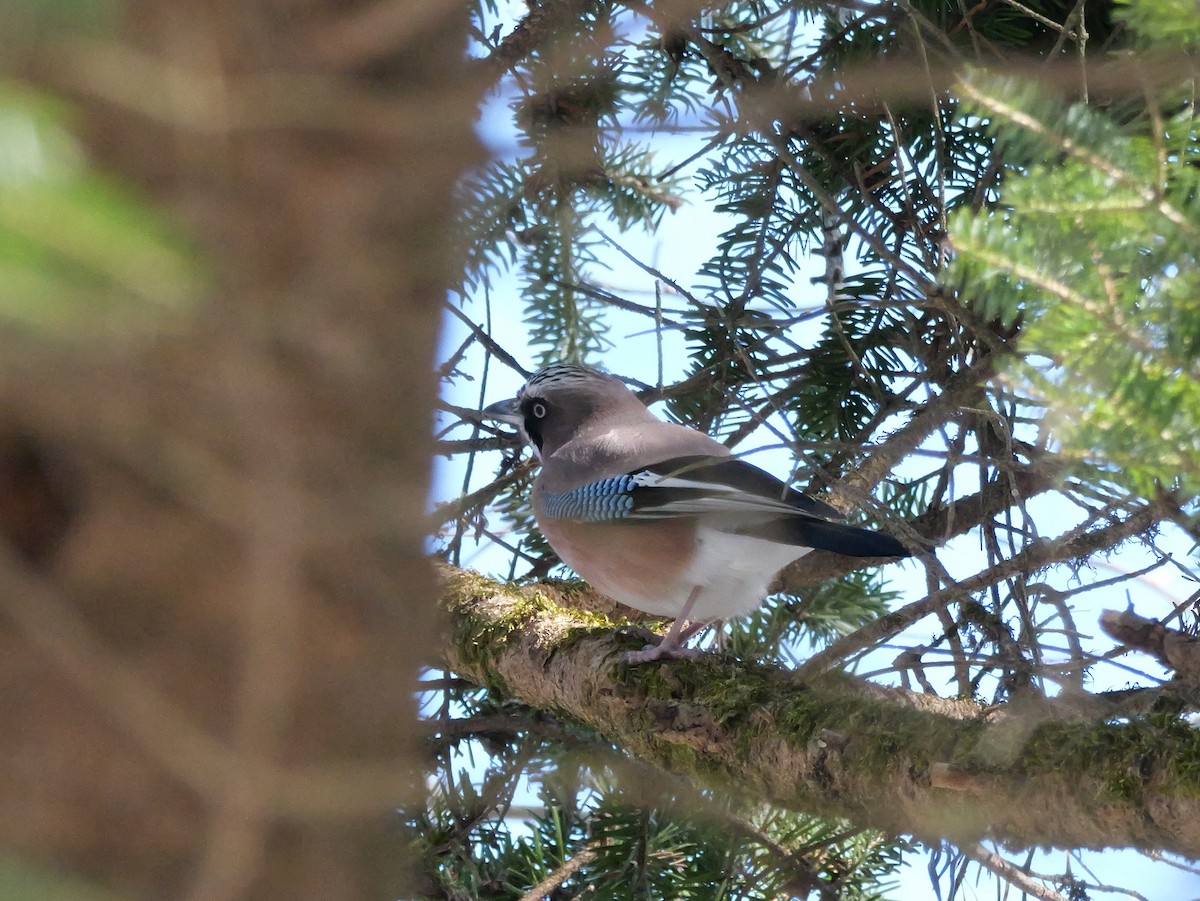 Eurasian Jay - ML614921436