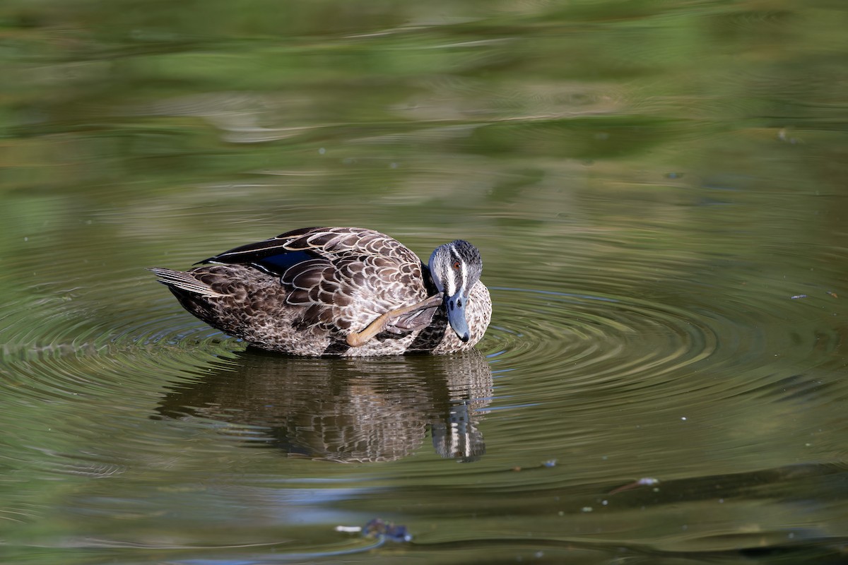 Pacific Black Duck - ML614921464