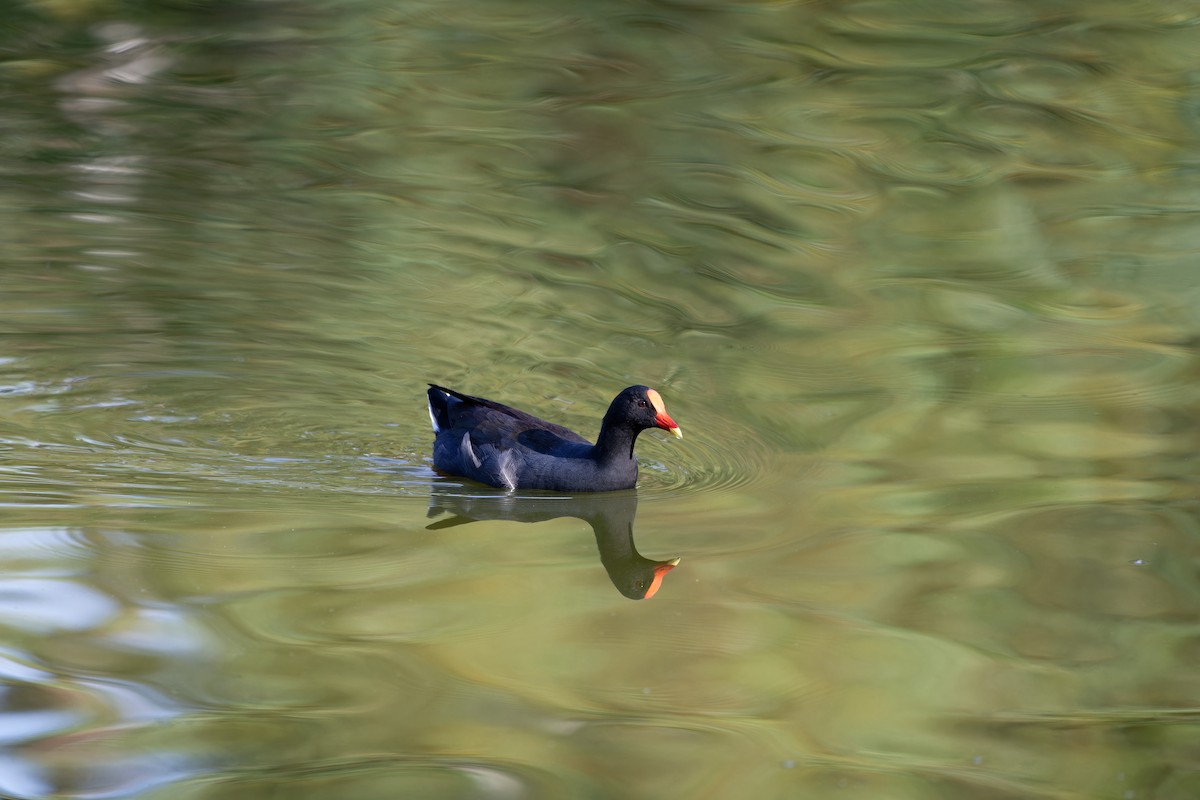 Dusky Moorhen - ML614921467