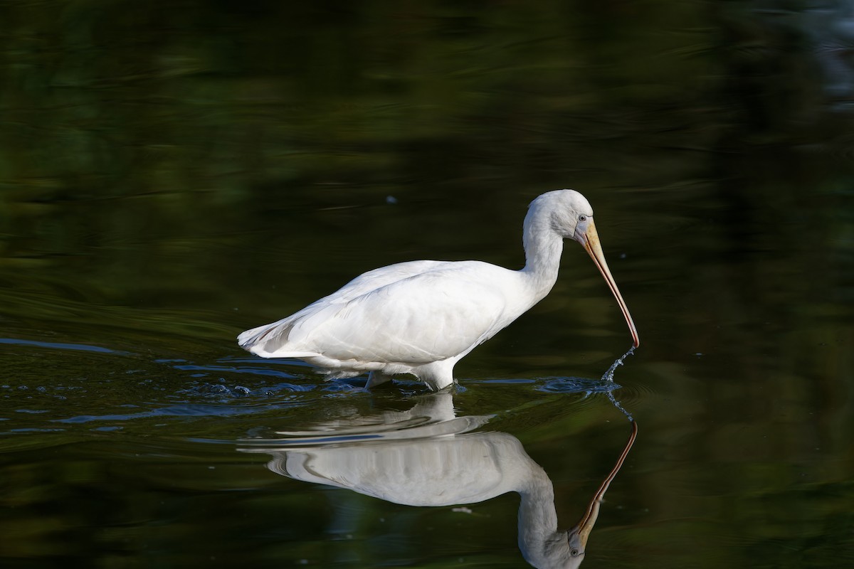 Yellow-billed Spoonbill - ML614921468