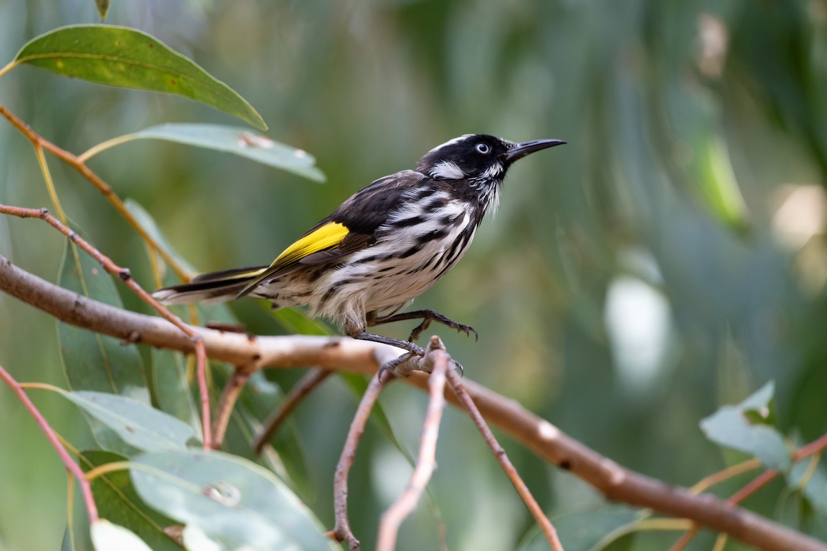 New Holland Honeyeater - ML614921471