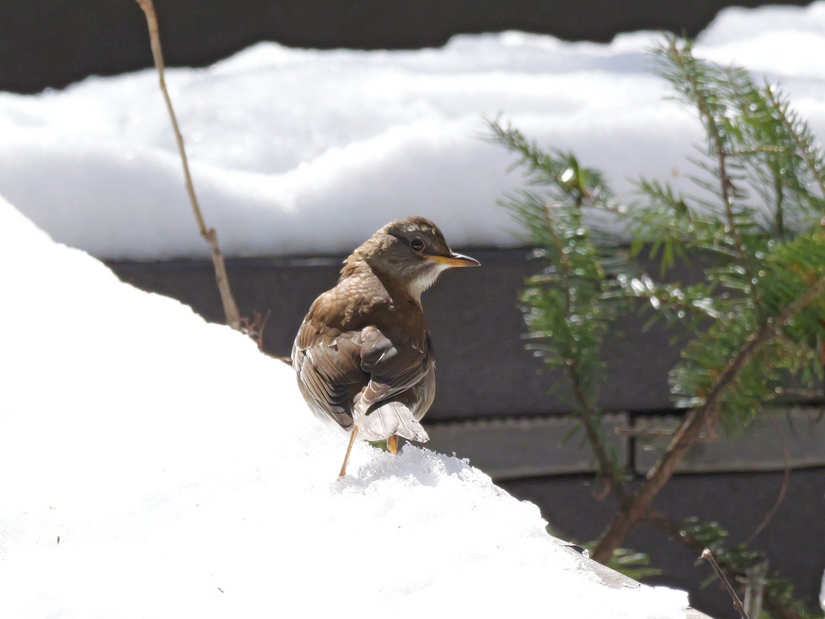 Pale Thrush - ML614921473