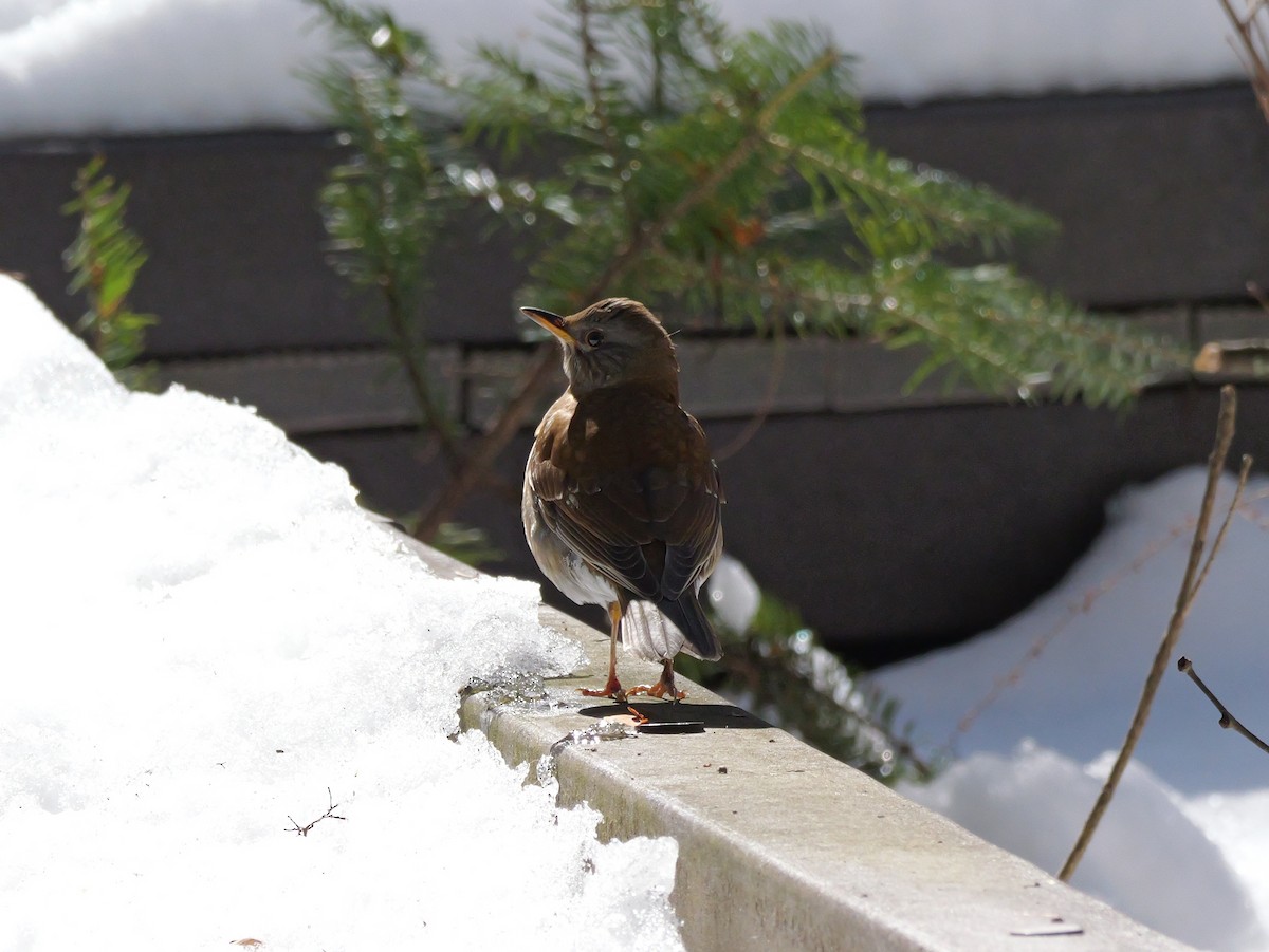 Pale Thrush - ML614921475