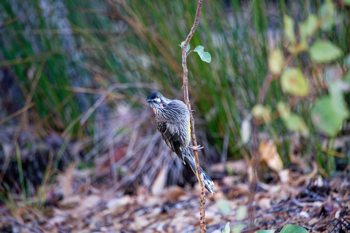 Red Wattlebird - ML614921481