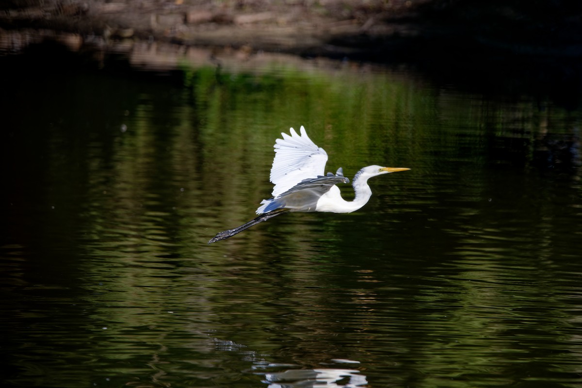 Great Egret - ML614921483