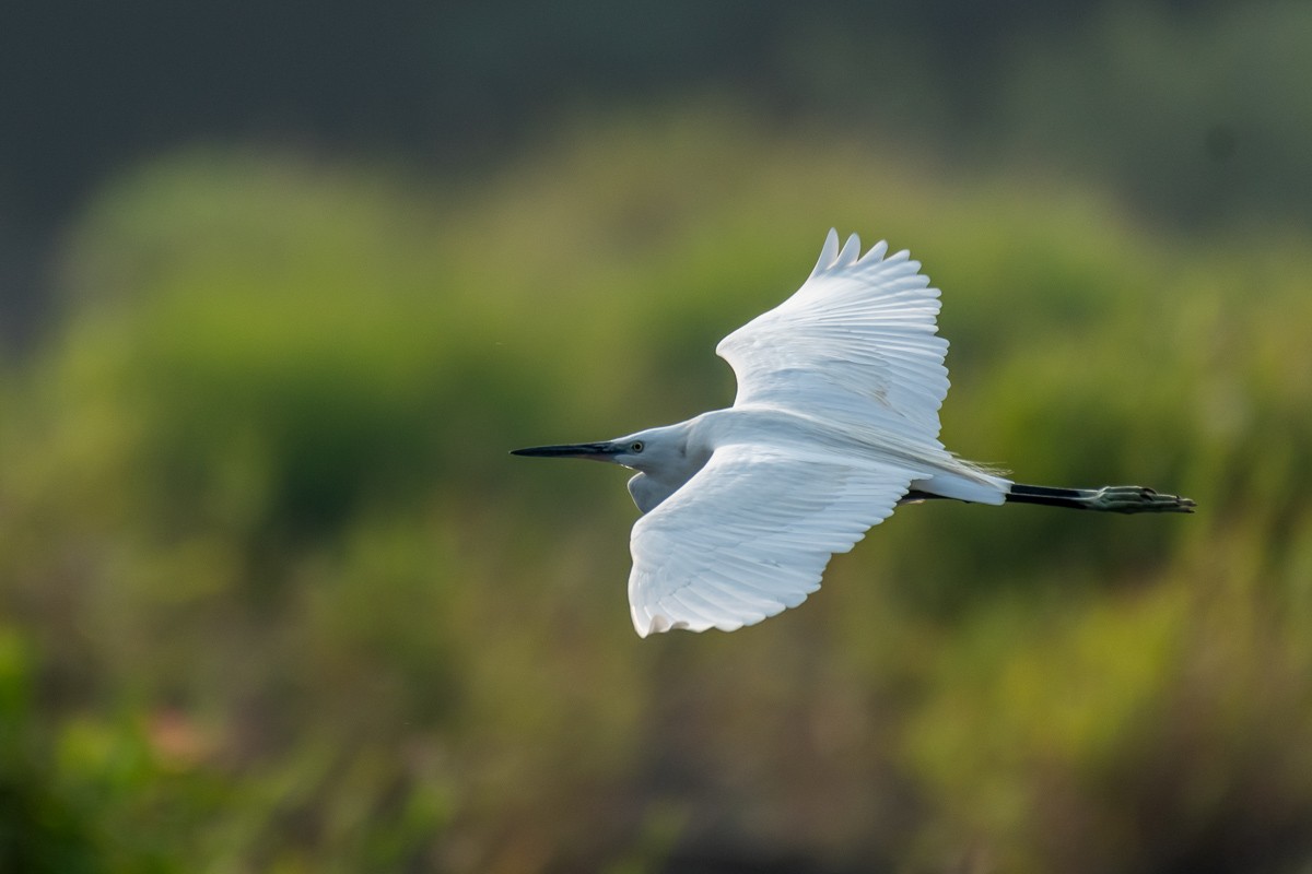 Little Egret - ML614921552