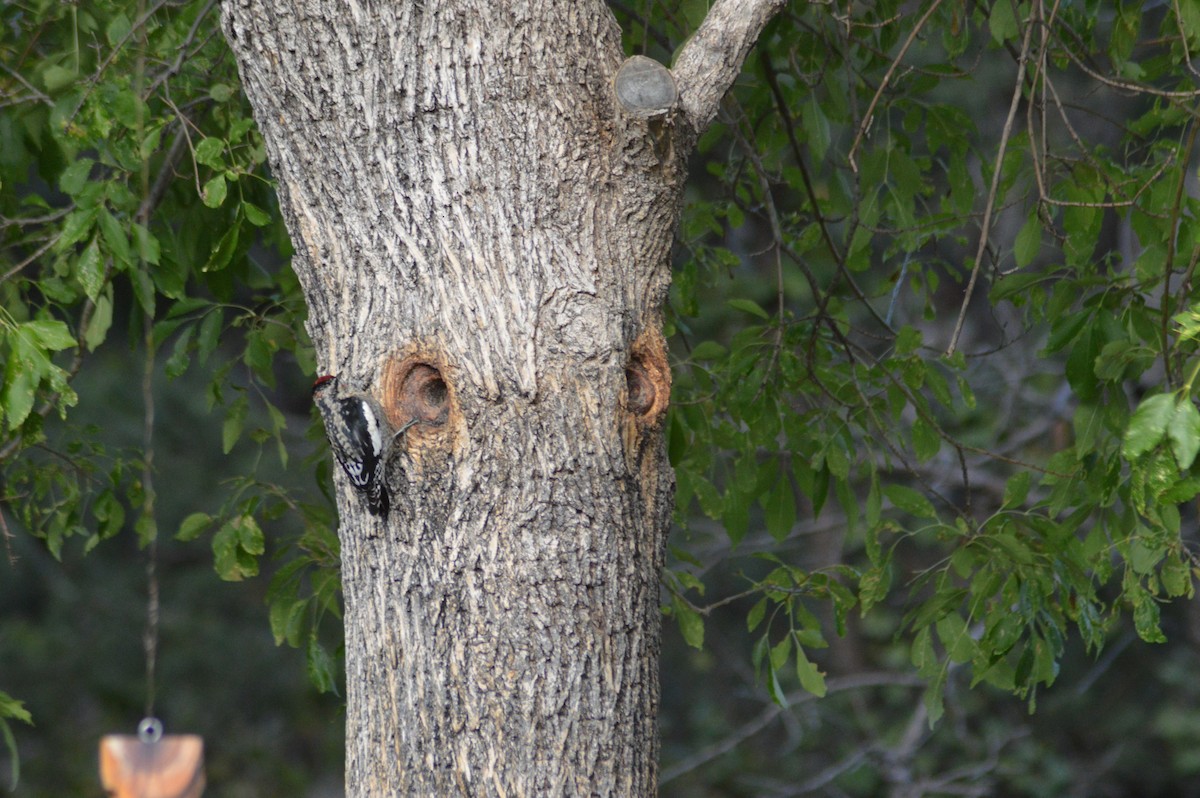 Red-naped Sapsucker - ML614921720