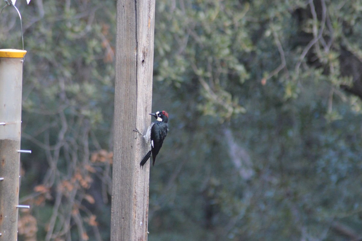 Acorn Woodpecker - ML614921725