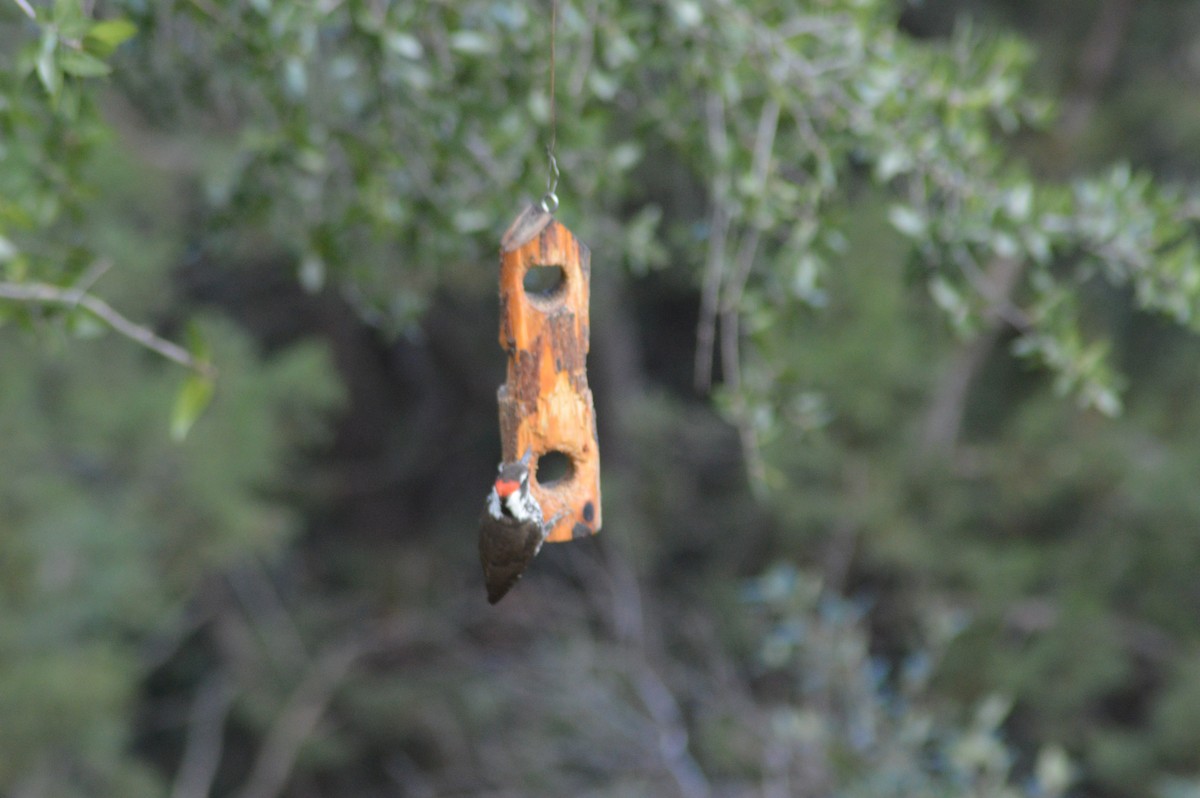 Arizona Woodpecker - ML614921731