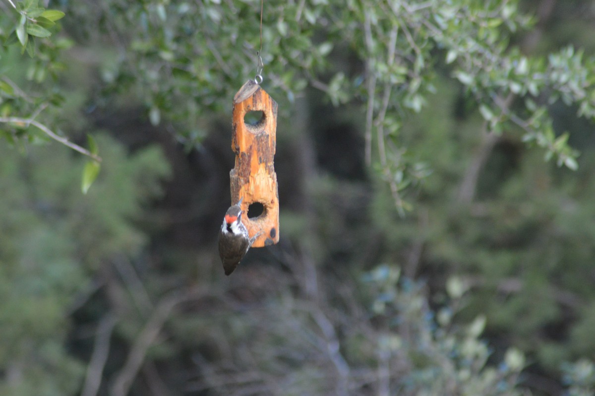 Arizona Woodpecker - ML614921733