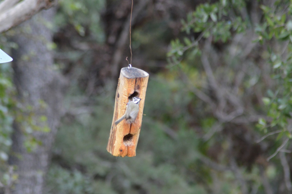 Bridled Titmouse - ML614921735
