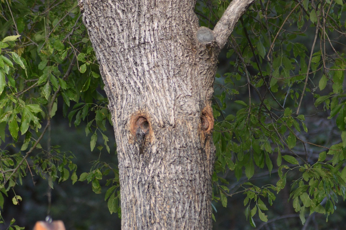 Brown Creeper - ML614921743