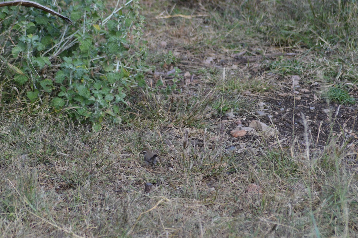 Bewick's Wren - ML614921745
