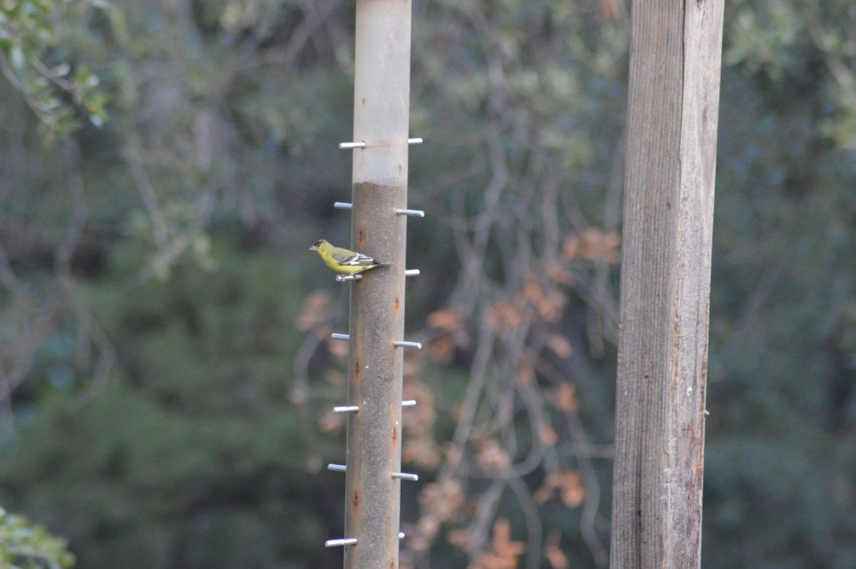 Lesser Goldfinch - ML614921746