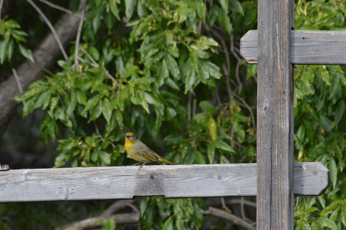 Hepatic Tanager - ML614921747