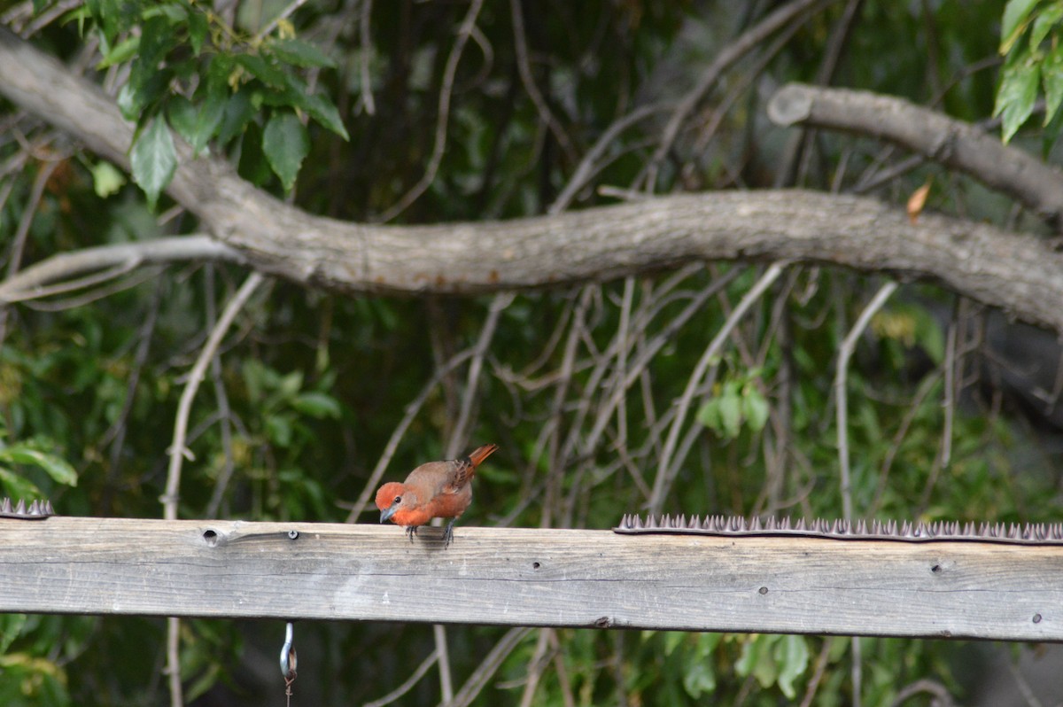 Hepatic Tanager - ML614921748