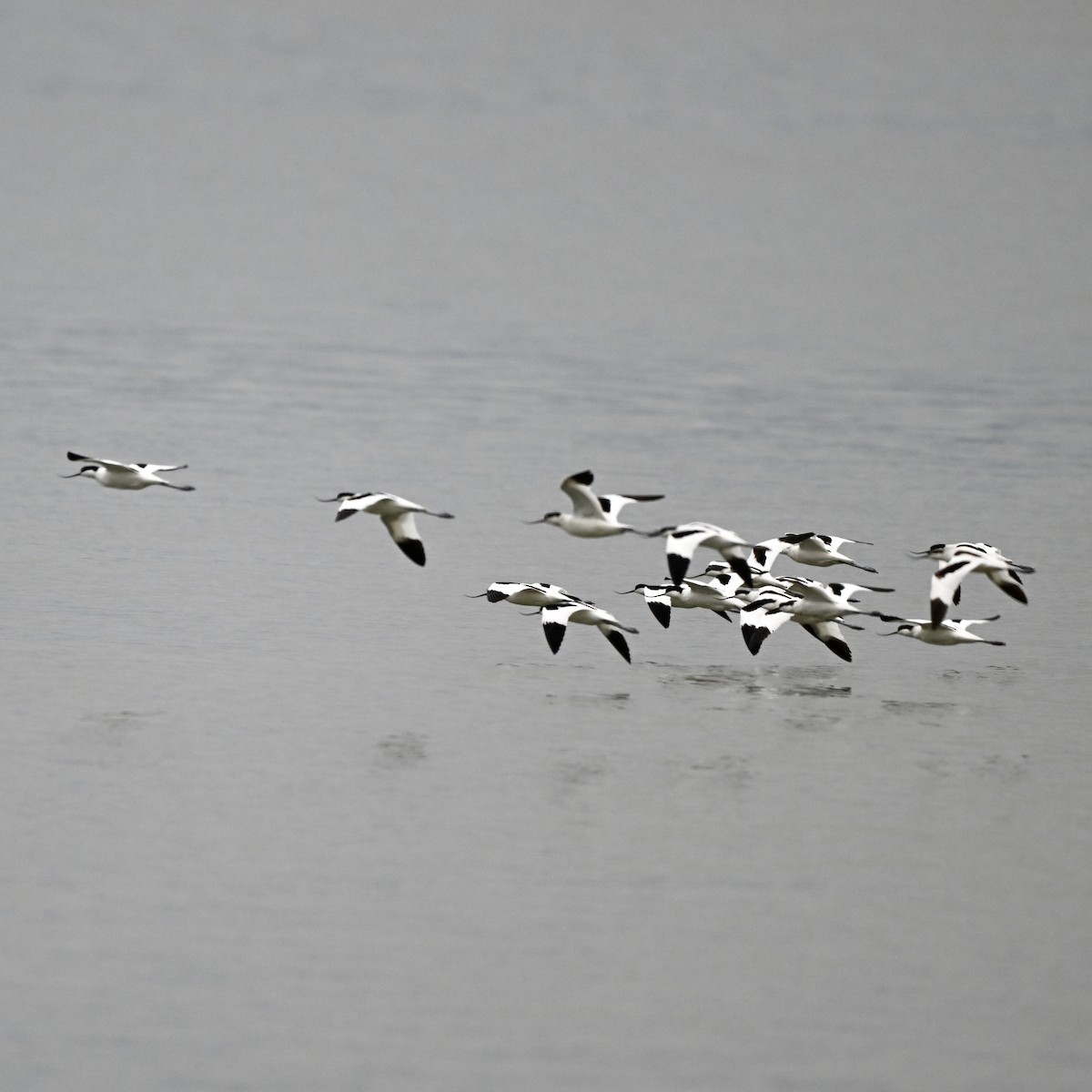 Pied Avocet - ML614921823