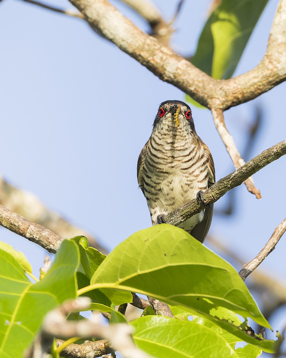 Little Bronze-Cuckoo - ML614921859