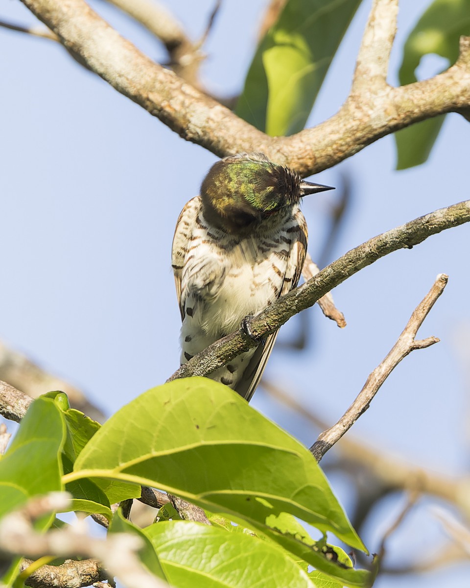 Little Bronze-Cuckoo - ML614921860