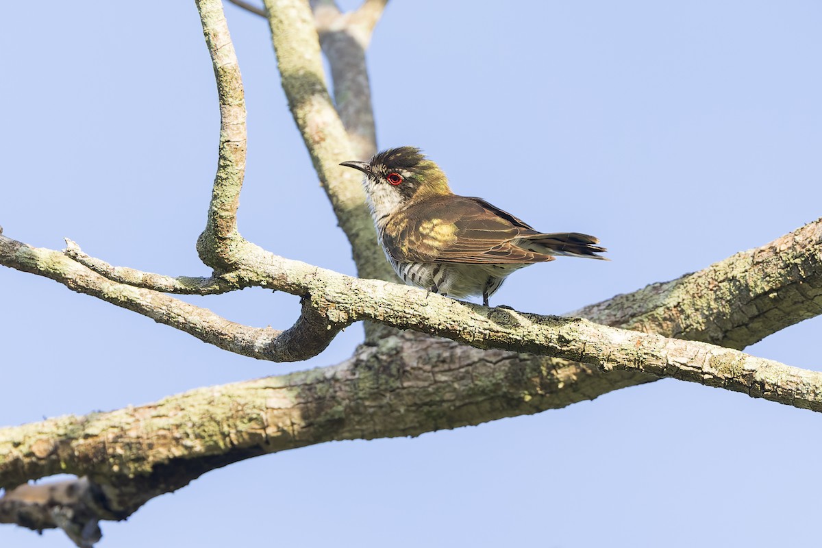 Little Bronze-Cuckoo - ML614921861