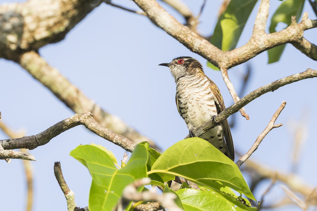 Little Bronze-Cuckoo - ML614921862