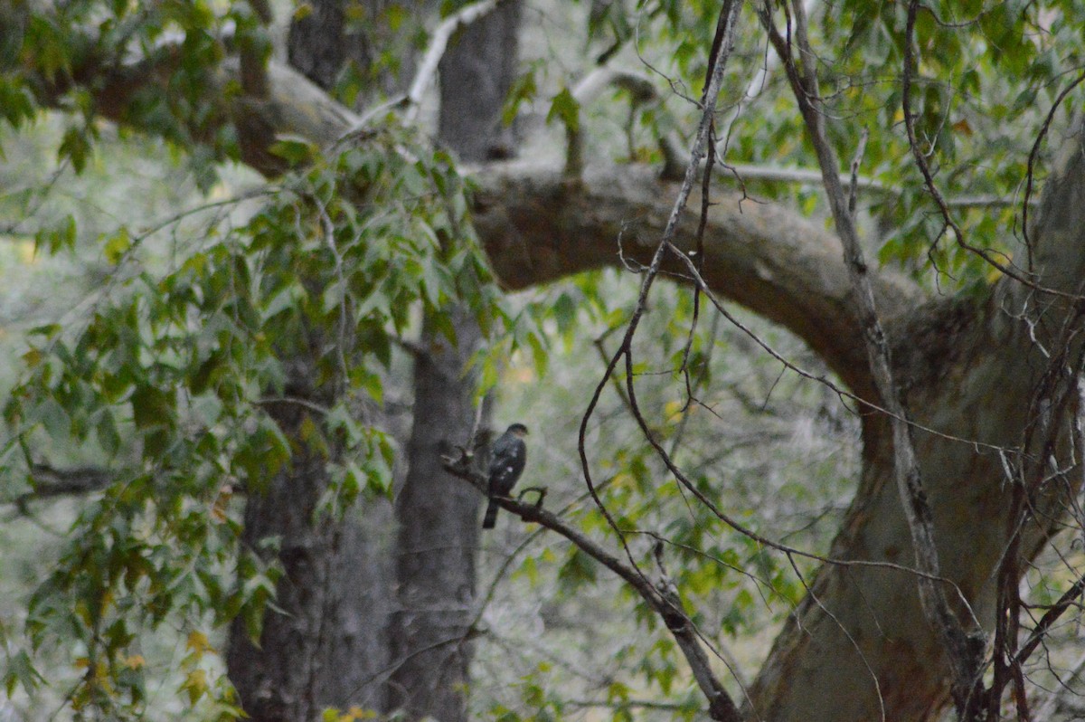 Sharp-shinned Hawk - ML614921929